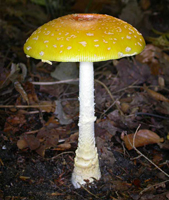 Amanita muscaria: is a mature mushroom with the yellow striate margin and orange on the cap center. It also shows the tapering white stalk with the basal bulb rimmed with rings of universal veil.
